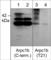 Actin Related Protein 2/3 Complex Subunit 1B antibody, AP4351, ECM Biosciences, Western Blot image 
