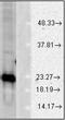 Superoxide Dismutase 1 antibody, orb95892, Biorbyt, Western Blot image 