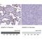 ADAM Metallopeptidase Domain 12 antibody, NBP1-82791, Novus Biologicals, Immunohistochemistry paraffin image 