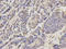 p18 antibody, LS-B14878, Lifespan Biosciences, Immunohistochemistry frozen image 