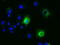 Elf1 antibody, TA501456, Origene, Immunofluorescence image 