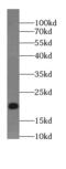 CAMP Regulated Phosphoprotein 19 antibody, FNab00606, FineTest, Western Blot image 
