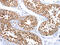 Mitochondrially Encoded Cytochrome C Oxidase II antibody, CSB-PA565356, Cusabio, Immunohistochemistry frozen image 