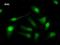 LSM10, U7 Small Nuclear RNA Associated antibody, LS-C342534, Lifespan Biosciences, Immunofluorescence image 