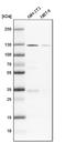 PRK1 antibody, NBP1-85301, Novus Biologicals, Western Blot image 