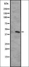 C-X-C Motif Chemokine Receptor 5 antibody, orb335155, Biorbyt, Western Blot image 