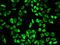 Peroxiredoxin 6 antibody, orb48505, Biorbyt, Immunofluorescence image 