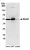 Bystin Like antibody, A304-568A, Bethyl Labs, Western Blot image 