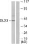 Homeobox protein DLX-3 antibody, abx013305, Abbexa, Western Blot image 