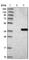 Mediator Complex Subunit 4 antibody, HPA006232, Atlas Antibodies, Western Blot image 