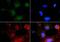 Dor antibody, PA5-72961, Invitrogen Antibodies, Immunofluorescence image 