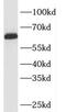 Squalene monooxygenase antibody, FNab08209, FineTest, Western Blot image 