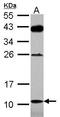 D-Amino Acid Oxidase Activator antibody, GTX117488, GeneTex, Western Blot image 