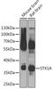 Syntaxin 1A antibody, GTX33532, GeneTex, Western Blot image 