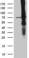 ATP Binding Cassette Subfamily F Member 2 antibody, CF811105, Origene, Western Blot image 