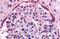 EK8 antibody, NB110-39005, Novus Biologicals, Immunohistochemistry frozen image 
