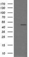 CgA antibody, TA506120BM, Origene, Western Blot image 