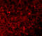 XIAP Associated Factor 1 antibody, 3207, ProSci Inc, Immunofluorescence image 
