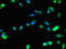 Ras-related protein Rab-1B antibody, orb47747, Biorbyt, Immunofluorescence image 