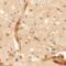 Potassium channel subfamily K member 13 antibody, A14190, Boster Biological Technology, Immunohistochemistry paraffin image 
