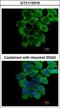 RING finger protein 10 antibody, GTX115316, GeneTex, Immunofluorescence image 