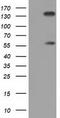 Butyrophilin Subfamily 1 Member A1 antibody, CF501532, Origene, Western Blot image 