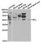 CD62L / L-Selectin antibody, TA327108, Origene, Western Blot image 