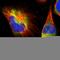 Fibronectin Type III Domain Containing 3A antibody, HPA008927, Atlas Antibodies, Immunocytochemistry image 