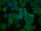 Pannexin 3 antibody, LS-C680999, Lifespan Biosciences, Immunofluorescence image 
