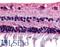 Retinal G Protein Coupled Receptor antibody, LS-A1042, Lifespan Biosciences, Immunohistochemistry frozen image 