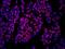 Negative Elongation Factor Complex Member B antibody, IHC-00384, Bethyl Labs, Immunofluorescence image 