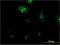 Ribosomal Protein L23a antibody, H00006147-M10, Novus Biologicals, Immunofluorescence image 
