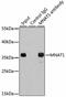 CDK-activating kinase assembly factor MAT1 antibody, GTX54319, GeneTex, Immunoprecipitation image 