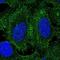 Spermatid Associated antibody, NBP1-86593, Novus Biologicals, Immunofluorescence image 