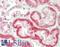 ES1 protein homolog, mitochondrial antibody, LS-C211674, Lifespan Biosciences, Immunohistochemistry paraffin image 