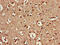 Homeobox protein CDX-4 antibody, CSB-PA005129LA01HU, Cusabio, Immunohistochemistry frozen image 