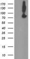 Zinc Finger BED-Type Containing 1 antibody, LS-C174114, Lifespan Biosciences, Western Blot image 