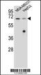 Glomulin, FKBP Associated Protein antibody, 56-201, ProSci, Western Blot image 