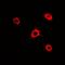 Rac Family Small GTPase 1 antibody, orb341337, Biorbyt, Immunocytochemistry image 