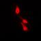 p38 antibody, orb338863, Biorbyt, Immunofluorescence image 
