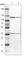 Staphylococcal Nuclease And Tudor Domain Containing 1 antibody, HPA002529, Atlas Antibodies, Western Blot image 