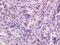 Progastricsin antibody, orb11268, Biorbyt, Immunohistochemistry paraffin image 