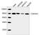 Calnexin antibody, LS-C203078, Lifespan Biosciences, Western Blot image 