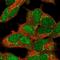 Ring Finger Protein 165 antibody, NBP2-30720, Novus Biologicals, Immunocytochemistry image 
