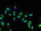 A-Kinase Anchoring Protein 9 antibody, CSB-PA857882LA01HU, Cusabio, Immunofluorescence image 