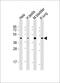 Protein Wnt-4 antibody, 62-401, ProSci, Western Blot image 