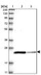 BCL2 Like 15 antibody, NBP1-90767, Novus Biologicals, Immunohistochemistry frozen image 
