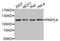 Peptidase, Mitochondrial Processing Alpha Subunit antibody, STJ112006, St John