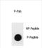 Cyclin B3 antibody, PA5-72387, Invitrogen Antibodies, Dot Blot image 