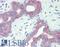 Keratin 19 antibody, LS-C180324, Lifespan Biosciences, Immunohistochemistry frozen image 